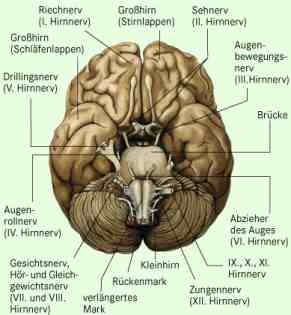 Gehirn-gr